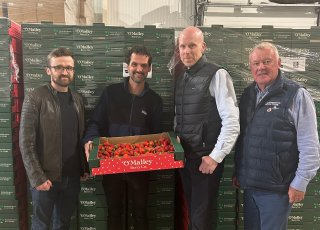 4 men holding a box of strawberries in a warehouse